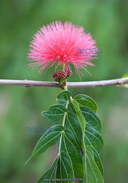  : Blood Red Tassel flower - recreational park - Puerto