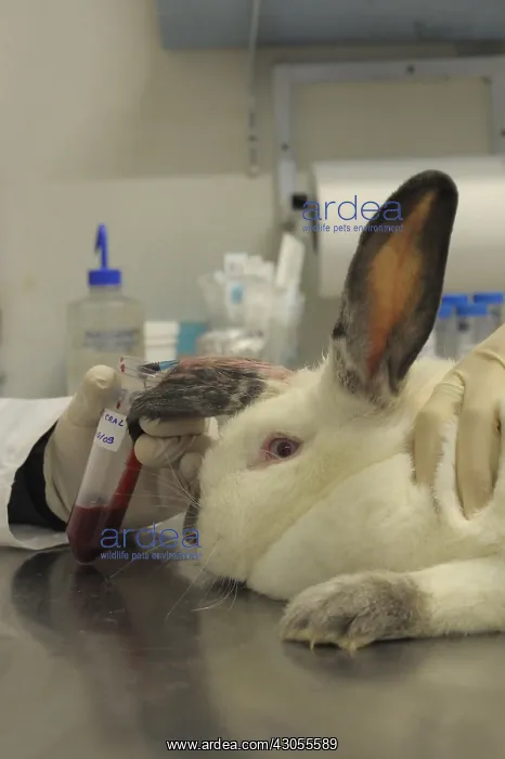 : Blood sample on a laboratory rabbit France : Blood sample on a laboratory rabbit France