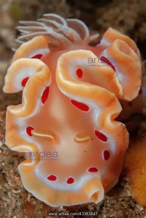 : Blood-spotted Glossodoris Nudibranch : Blood-spotted Glossodoris Nudibranch