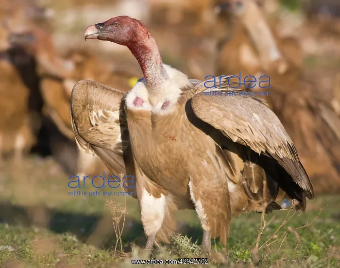 : Blood stained Eurasian Griffon Vulture : Blood stained Eurasian Griffon Vulture