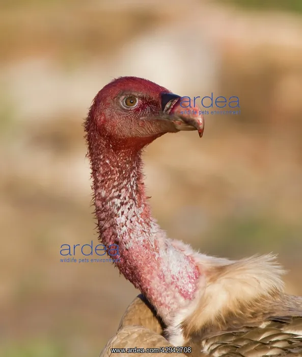 : Blood stained Eurasian Griffon Vulture : Blood stained Eurasian Griffon Vulture