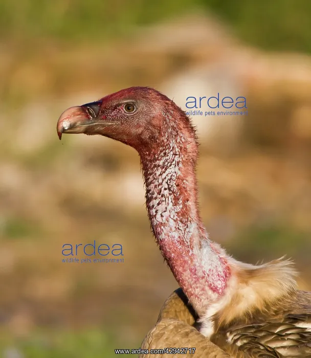 : Blood stained Eurasian Griffon Vulture : Blood stained Eurasian Griffon Vulture