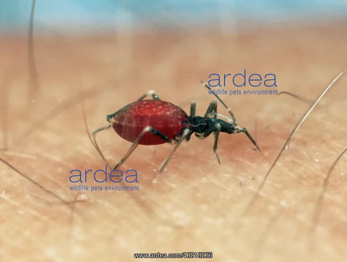 : Blood-Sucking Conenose : Blood-Sucking Conenose