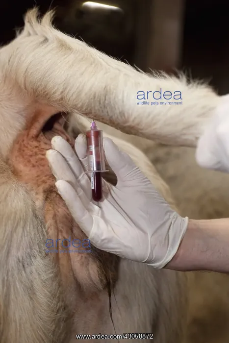 : Blood test on a Cow France : Blood test on a Cow France
