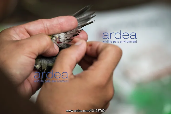 : Blood test on a wing of bananaquit (Coereba flaveola) : Blood test on a wing of bananaquit (Coereba flaveola)