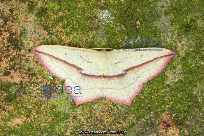 : Blood Vein Moth : Blood Vein Moth