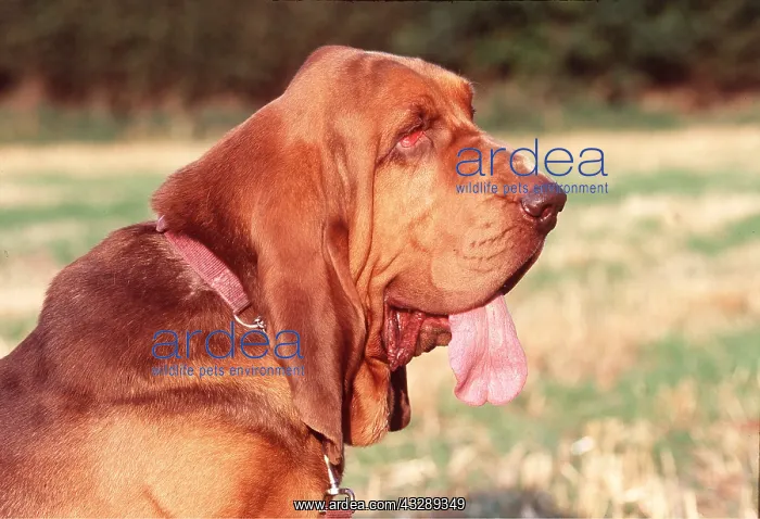 : BLOODHOUND DOG - Close up profile : BLOODHOUND DOG - Close up profile