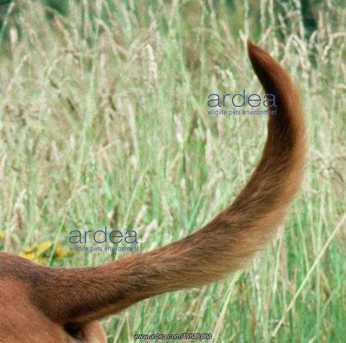 : BLOODHOUND DOG - close-up of tail : BLOODHOUND DOG - close-up of tail