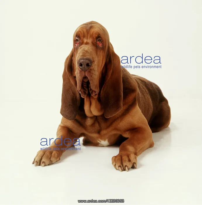 : BLOODHOUND DOG - FACING : BLOODHOUND DOG - FACING