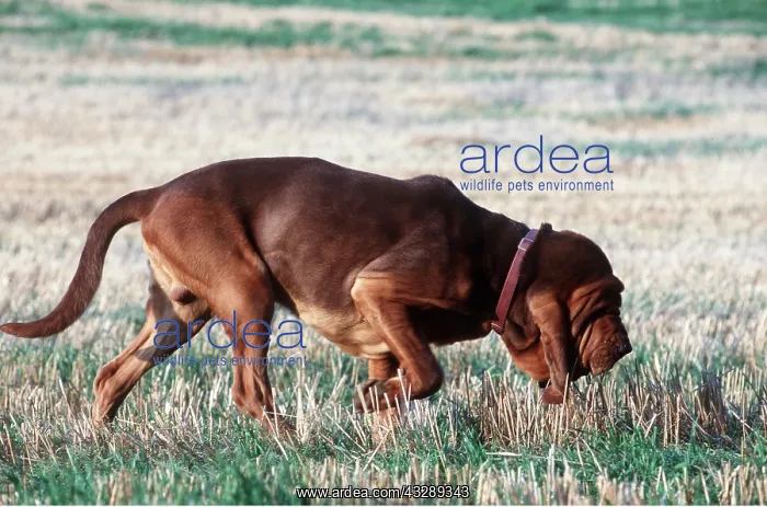 : BLOODHOUND DOG - Scenting : BLOODHOUND DOG - Scenting