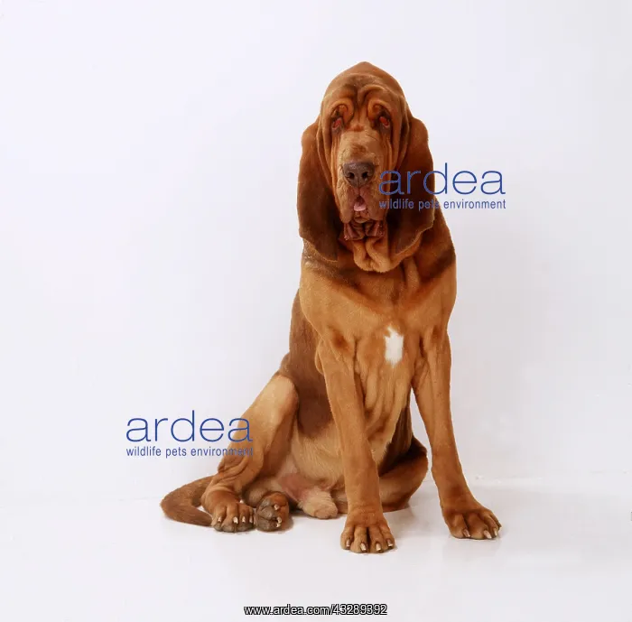 : BLOODHOUND DOG SITTING : BLOODHOUND DOG SITTING