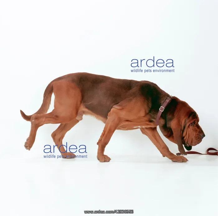 : BLOODHOUND DOG - sniffing : BLOODHOUND DOG - sniffing