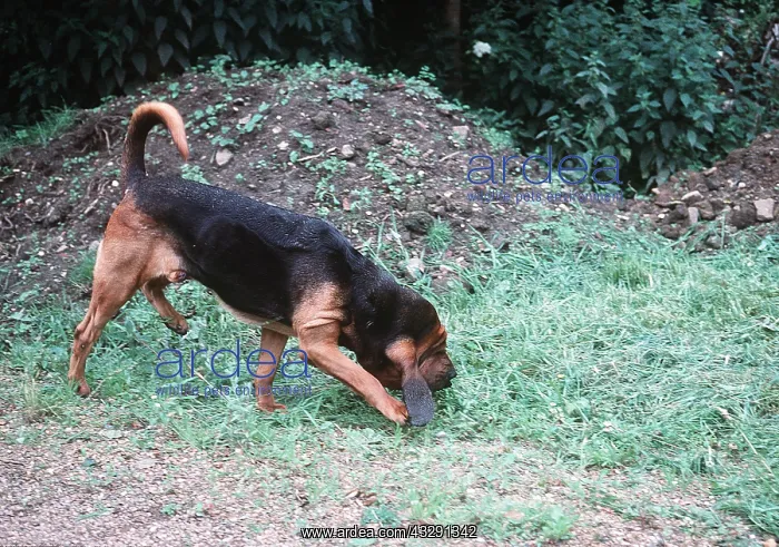 : BLOODHOUND DOG - sniffing a scent : BLOODHOUND DOG - sniffing a scent