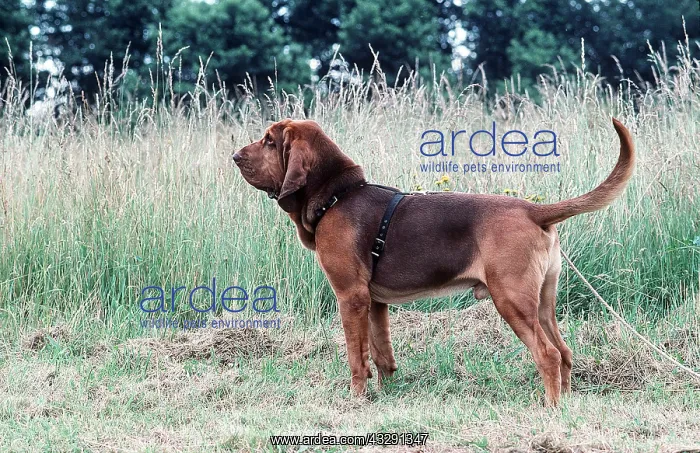 : BLOODHOUND DOG - standing profile : BLOODHOUND DOG - standing profile
