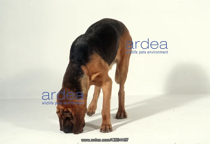 : Bloodhound DOG - stands, sniffs floor : Bloodhound DOG - stands, sniffs floor
