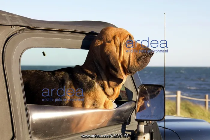 : Bloodhound looking out of a car window, Cape Cod : Bloodhound looking out of a car window, Cape Cod