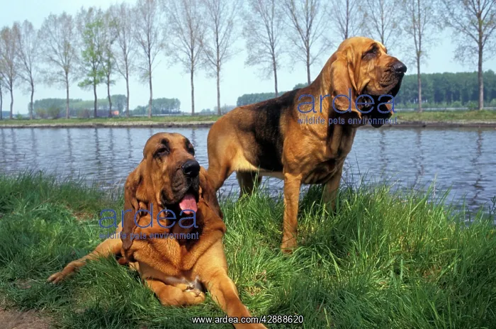 : Bloodhound - two on riverbank : Bloodhound - two on riverbank