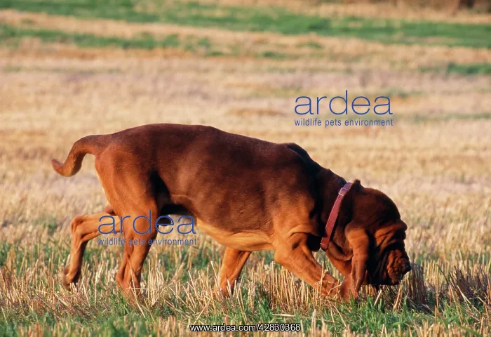 : Bloodhound - Sniffing / scenting in field : Bloodhound - Sniffing / scenting in field
