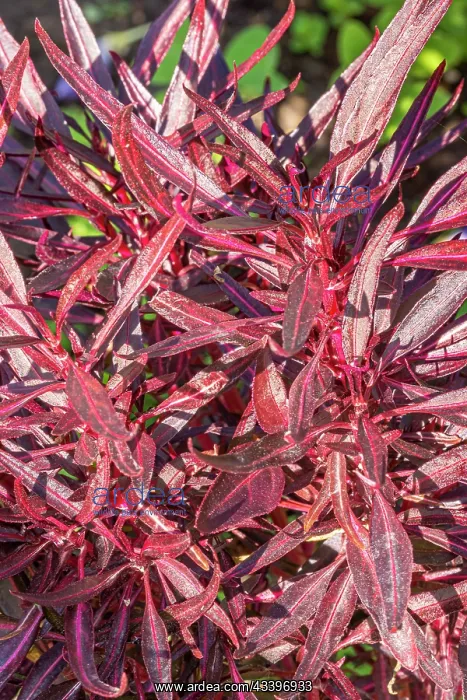 : Bloodleaf, Iresine lindenii, foliage : Bloodleaf, Iresine lindenii, foliage