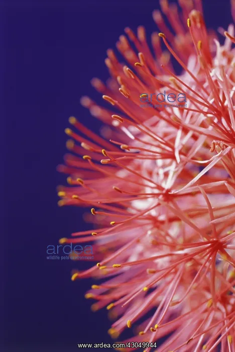 : Bloodlily, Scadoxus multiflorus : Bloodlily, Scadoxus multiflorus