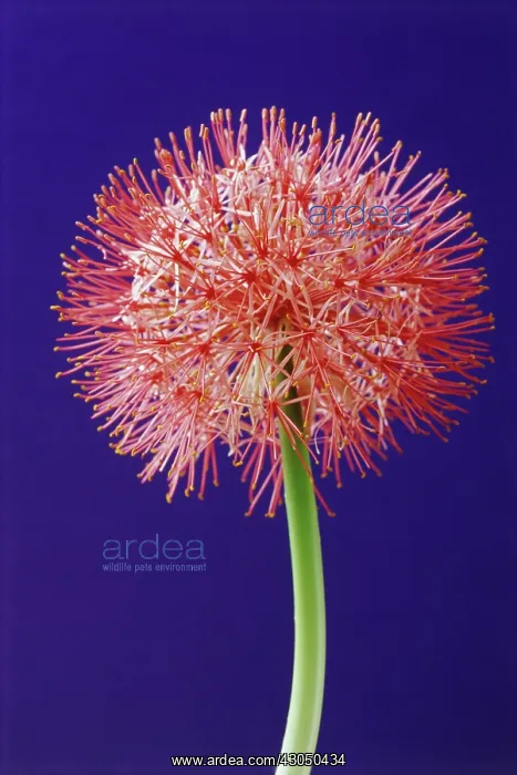 : Bloodlily, Scadoxus multiflorus : Bloodlily, Scadoxus multiflorus