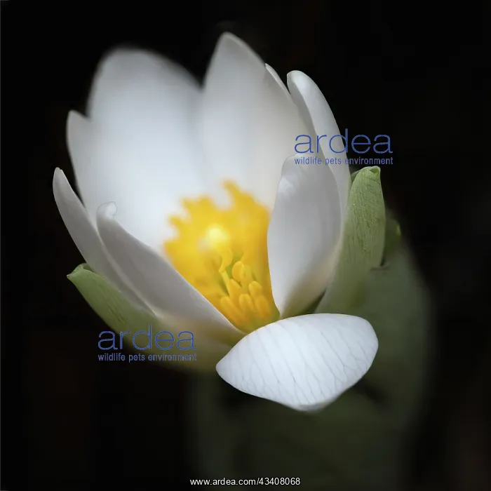 : Bloodroot flower. The Parklands, Louisville, Kentucky : Bloodroot flower. The Parklands, Louisville, Kentucky