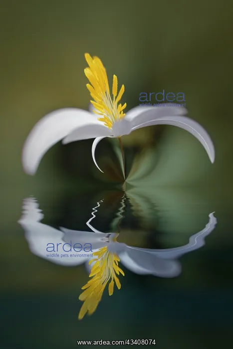 : Bloodroot flower and reflection. The Parklands : Bloodroot flower and reflection. The Parklands