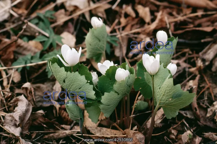 : Bloodroot - in flower, in wild : Bloodroot - in flower, in wild