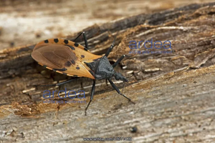 : Bloodsucking Conenose / Kissing Bug important : Bloodsucking Conenose / Kissing Bug important