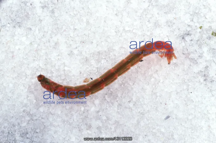 : Bloodworm (Chironomus riparius), a chironomid midge larva with a high hemoglobin content : Bloodworm (Chironomus riparius), a chironomid midge larva with a high hemoglobin content