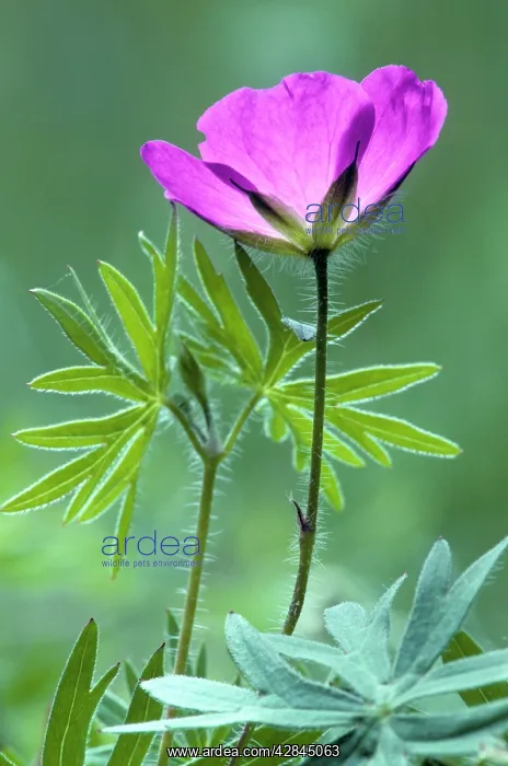 : Bloody Crane's-bill : Bloody Crane's-bill
