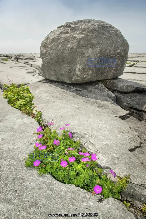 : Bloody cranesbill (Geranium sanguineum), in Crevice : Bloody cranesbill (Geranium sanguineum), in Crevice