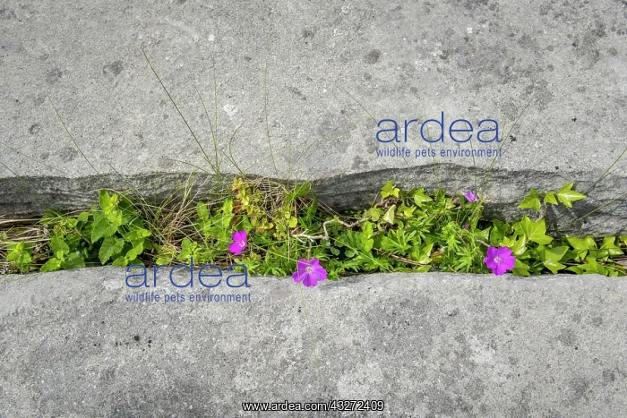 : Bloody cranesbill (Geranium sanguineum), in Crevice : Bloody cranesbill (Geranium sanguineum), in Crevice