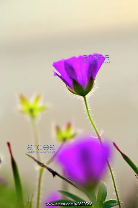 : Bloody Cranesbill - Summer : Bloody Cranesbill - Summer