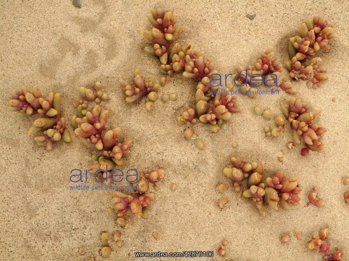 : Bloody Finger - succulent plant of the Namib Desert : Bloody Finger - succulent plant of the Namib Desert
