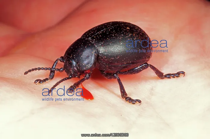  : Bloody-nosed BEETLE - bleeding