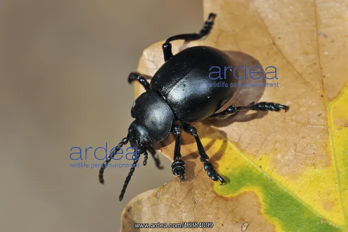 : Bloody-nosed beetle, blood spewer, blood spewing : Bloody-nosed beetle, blood spewer, blood spewing