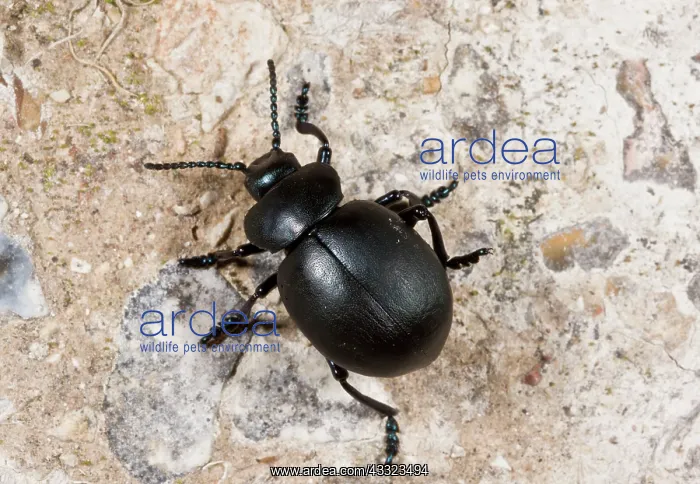 : Bloody-nosed Beetle - on chalk downland : Bloody-nosed Beetle - on chalk downland