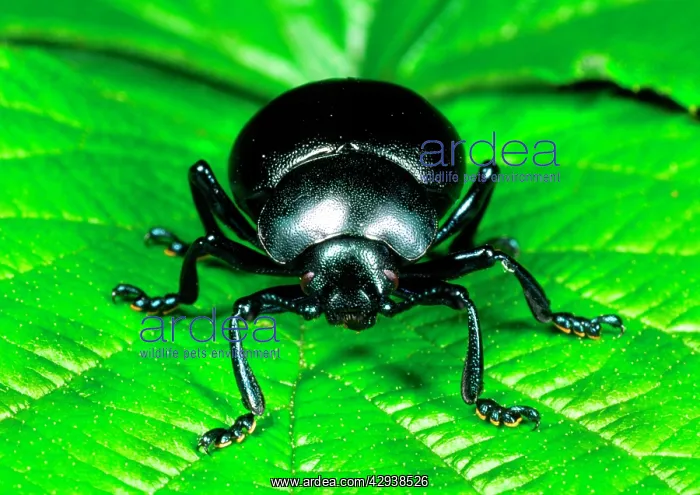 : Bloody-nosed Leaf BEETLE : Bloody-nosed Leaf BEETLE