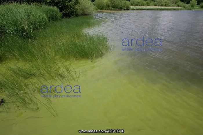 : Bloom of green algae : Bloom of green algae