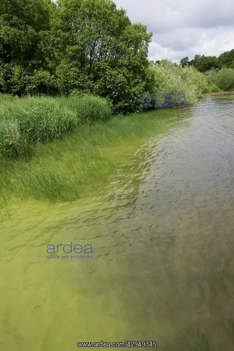 : Bloom of green algae : Bloom of green algae