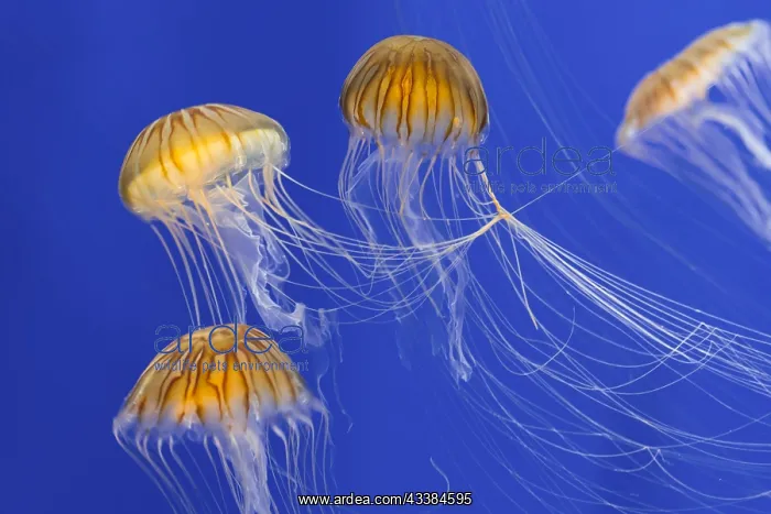 : Bloom of Japanese sea nettles (Chrysaora pacifica) : Bloom of Japanese sea nettles (Chrysaora pacifica)