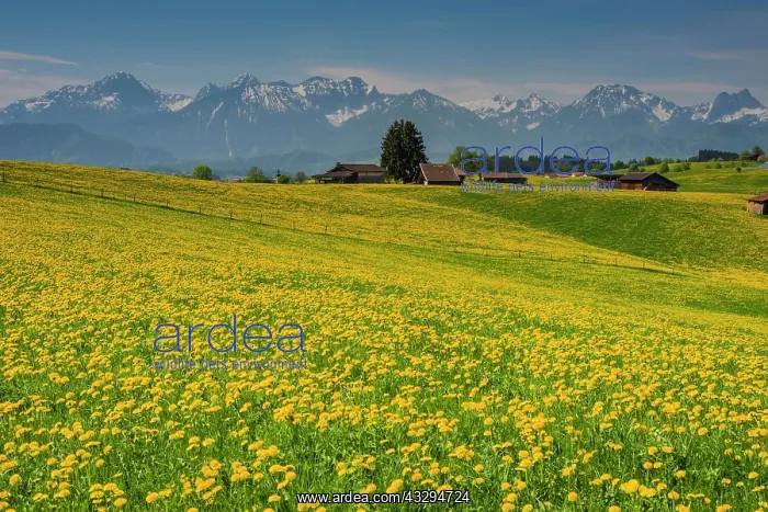 : Blooming Dandelion meadow (Taraxacum), natural landscape : Blooming Dandelion meadow (Taraxacum), natural landscape