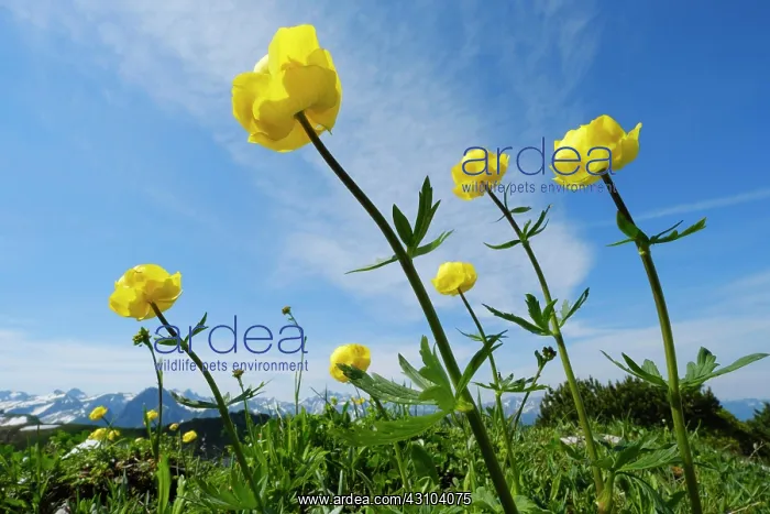 : Blooming Globeflowers (Trollius europaeus), Allgcu : Blooming Globeflowers (Trollius europaeus), Allgcu