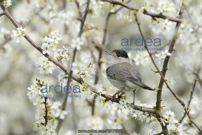 : In the blooming hawthorn... Blackcap (Sylvia atricapilla) : In the blooming hawthorn... Blackcap (Sylvia atricapilla)