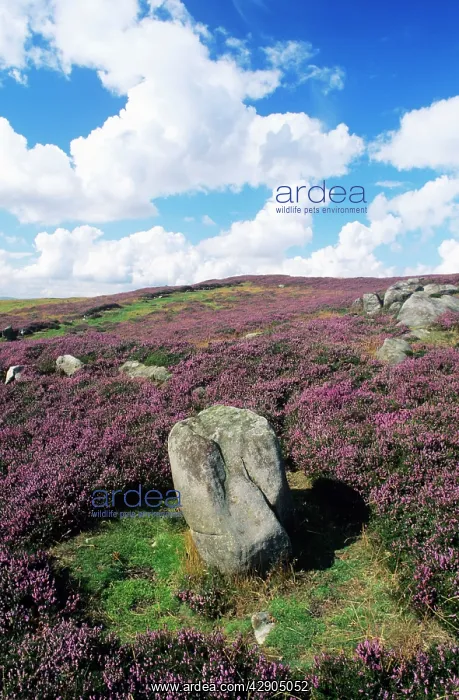 : Blooming HEATHER and moorland - Simonside Hills : Blooming HEATHER and moorland - Simonside Hills
