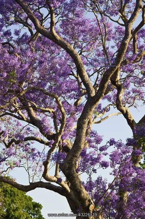 : Blooming Jacaranda Trees in New Farm Park : Blooming Jacaranda Trees in New Farm Park