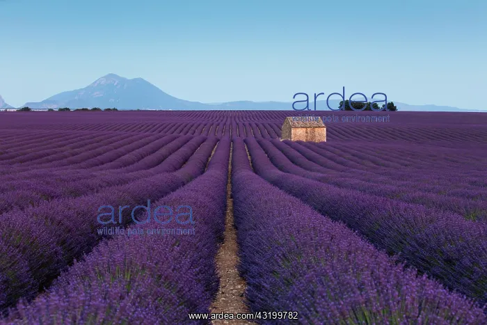 : Blooming lavender (Lavandula angustifolia) with : Blooming lavender (Lavandula angustifolia) with