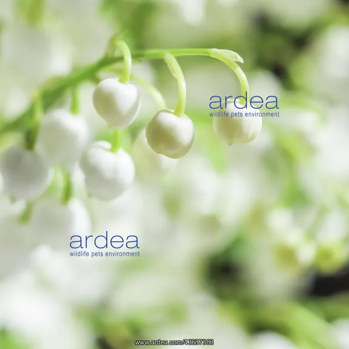 : Blooming lily of the valley flowers. Natural floral : Blooming lily of the valley flowers. Natural floral