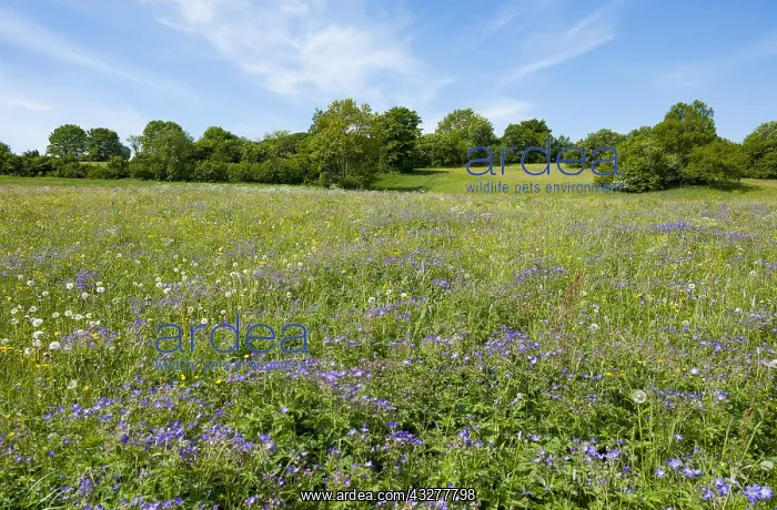 : Blooming meadow with Wood cranesbill (Geranium sylvaticum) : Blooming meadow with Wood cranesbill (Geranium sylvaticum)